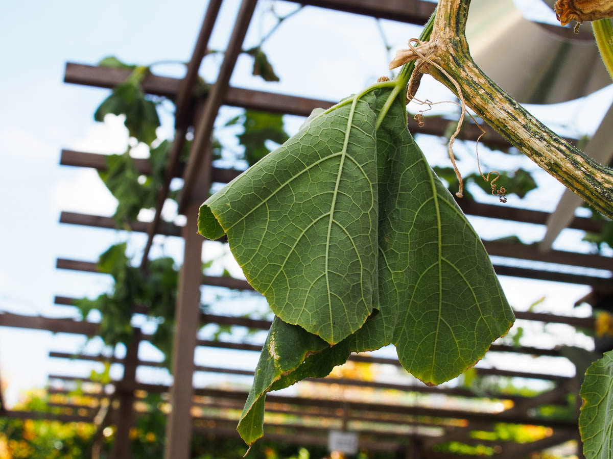 Wilting in Heat ≠ Lack of Water